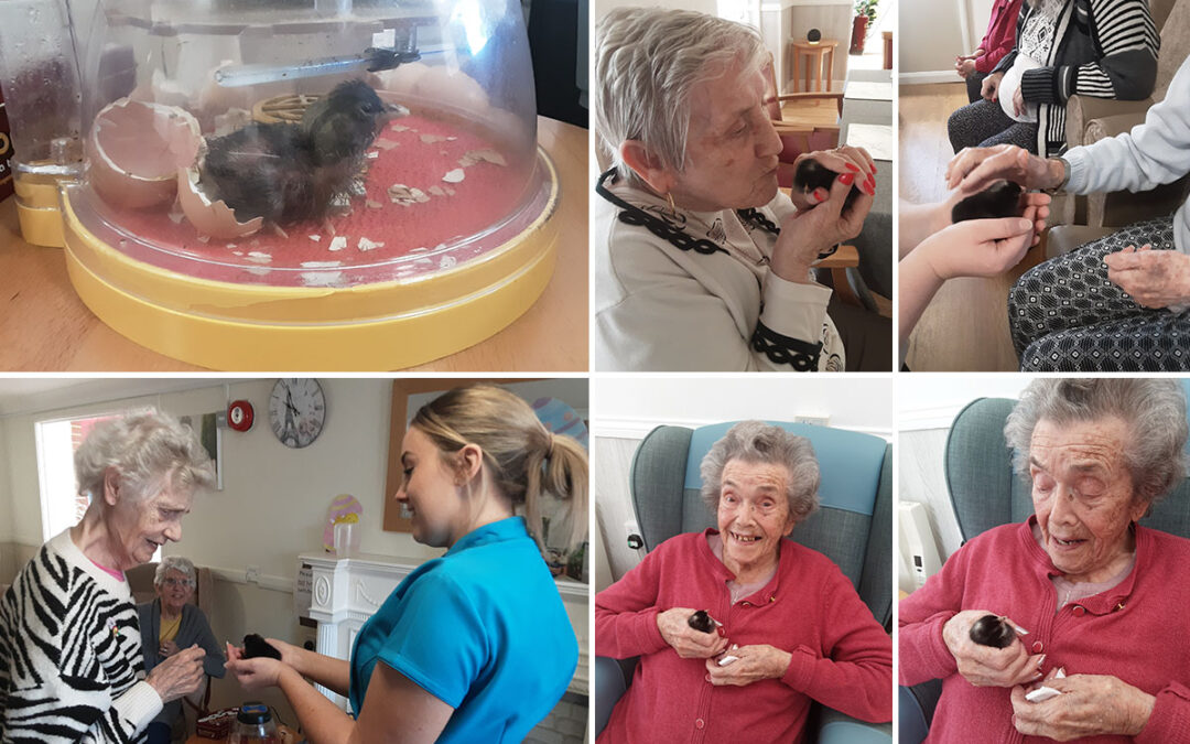 Incredible chicks at Woodstock Residential Care Home