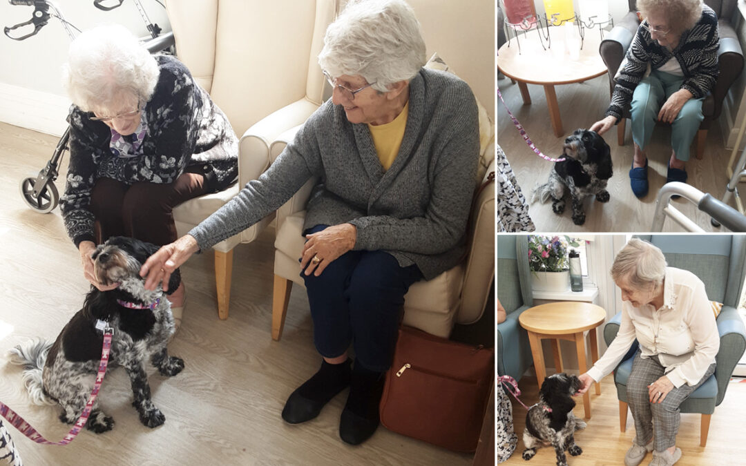 Dog therapy with Molly at Woodstock Residential Care Home