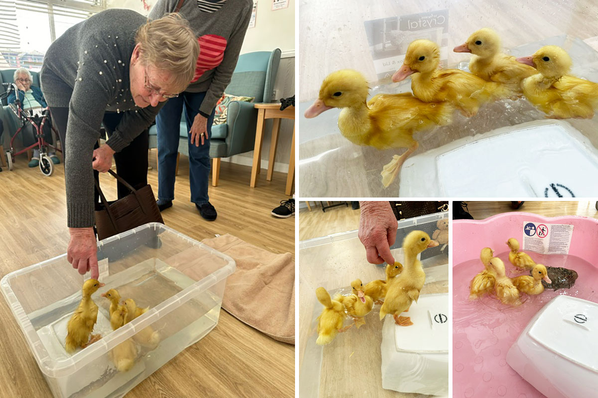 Woodstock Residential Care Home residents hatch Easter ducklings